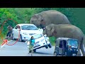 2024s most terrifying wild elephant attack caught on camera  watch as elephant attacks car