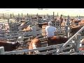 Halter breaking cattle the chandler way