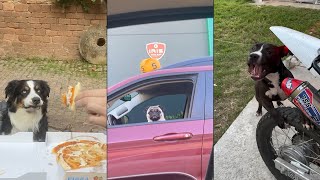 Dogs Doing Funny Things 😂- Best Funniest Dog Videos Of The week