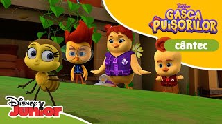 🎶 Dansul albinuțelor! | Gașca Puișorilor | Disney Junior România