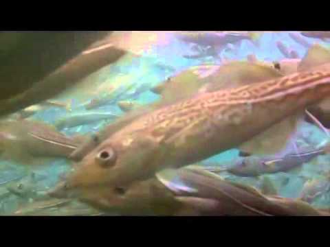 Underwater Footage of Atlantic Cod - Gadus morhua