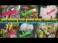 Lucknow bird marketnakkhas bird marketneemu park bird market