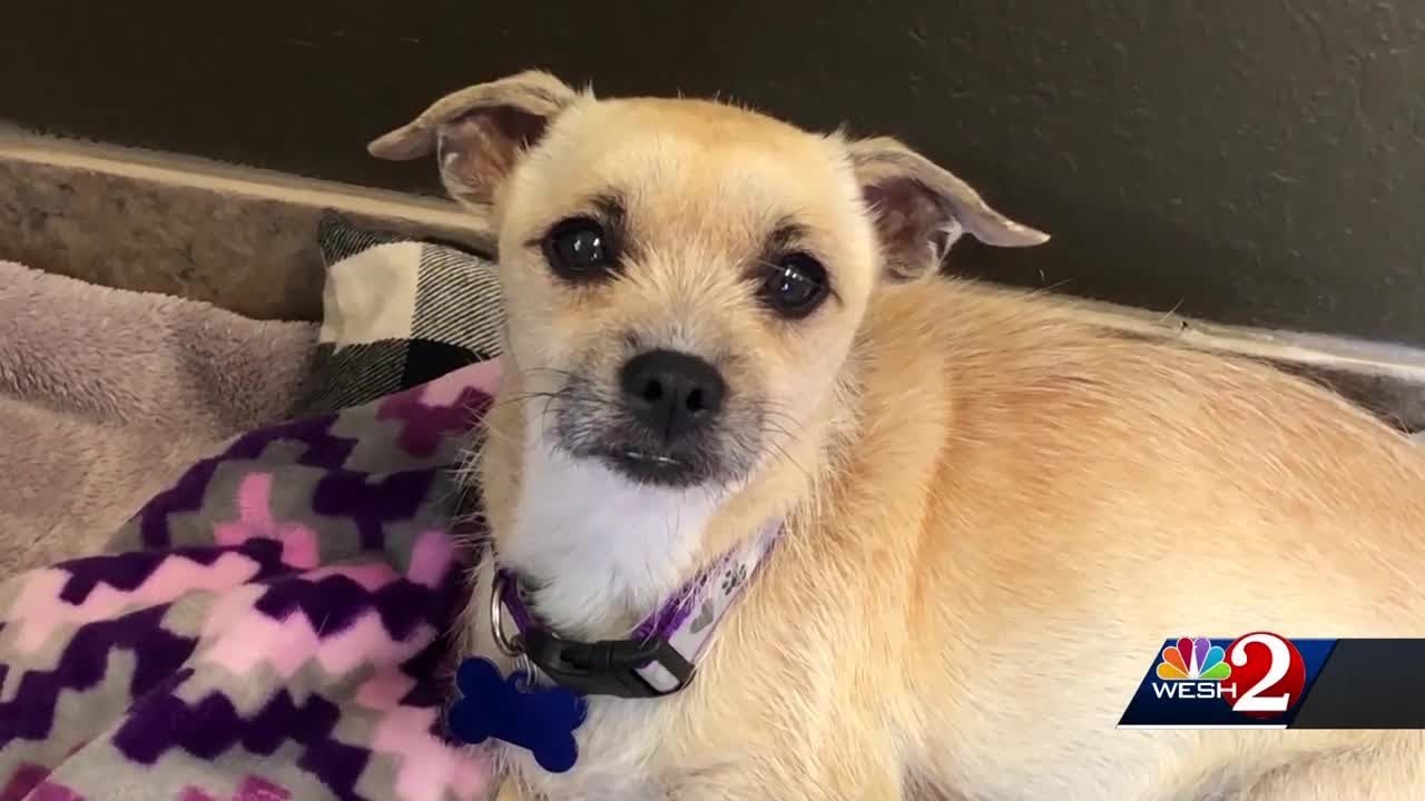 Dog gives birth to 6 puppies in car after DeLand couple saves it from