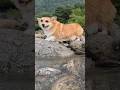 川の中をついてくるコーギー / A corgi following me in the stream. #コーギー #corgi #川遊び