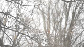 BWL's Tree Trimming Program