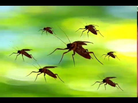 Insects 昆虫世界 Youtube
