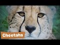 Cheetah Project - Endangered Species Revenge