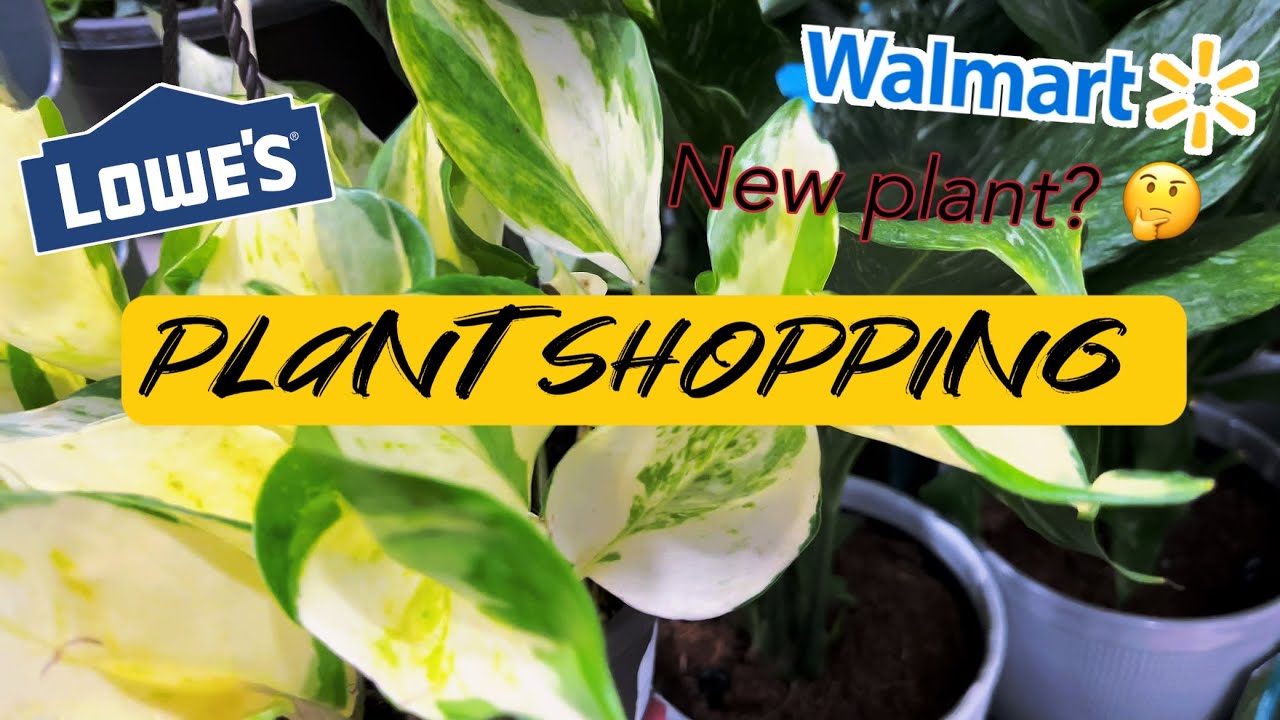 Plant Shopping Walmart and Lowe’s YouTube
