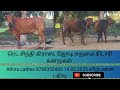 4- விற்பனை பதிவுகள் ரெட் சிந்தி கிராஸ் மற்றும் ஜோடி எருமை கிடாரி கன்றுகள்@Athiracattles4372