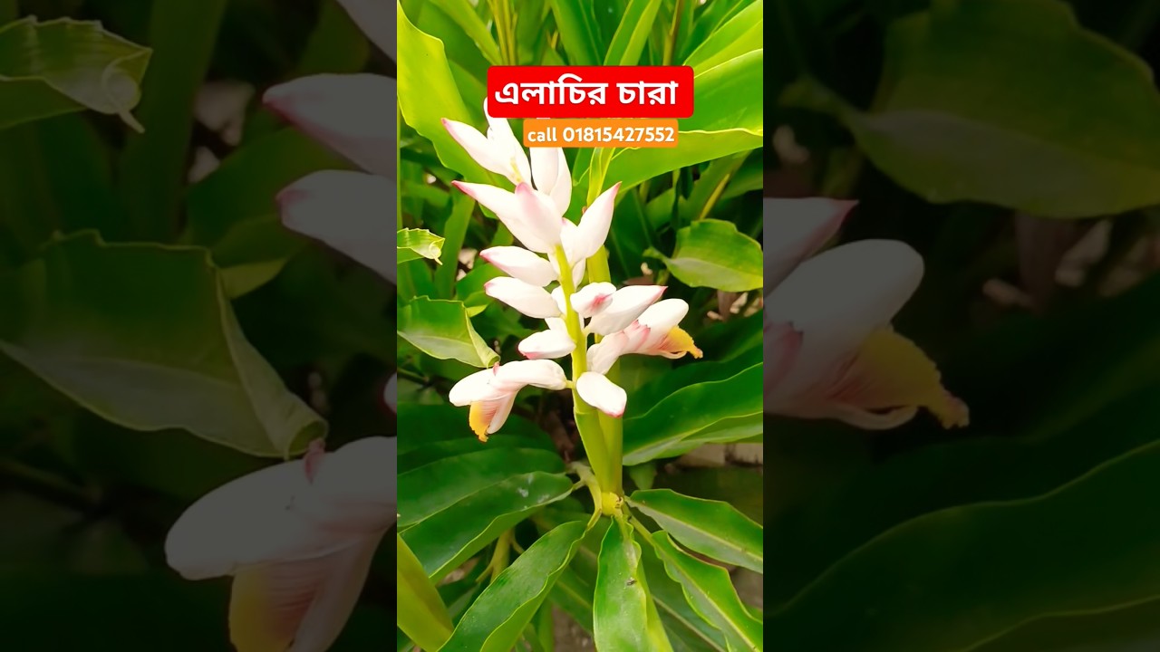 এলাচির চারা কোথাই পাবেন?  দাম কত?