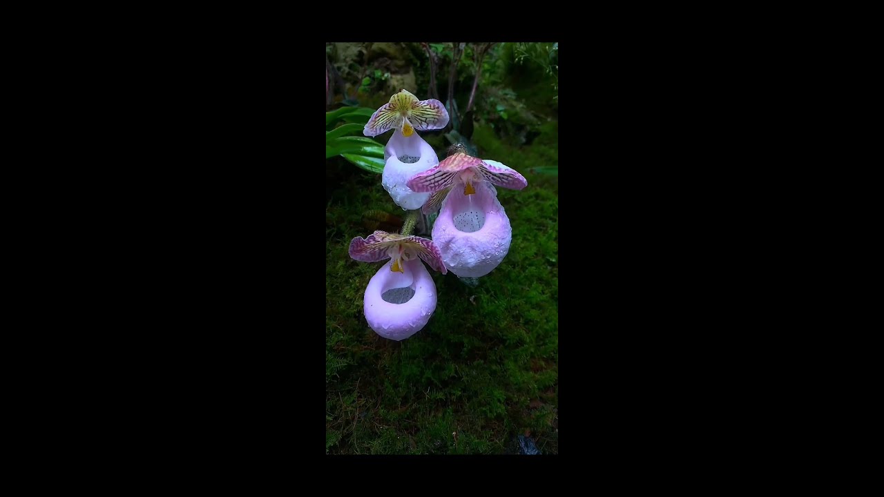 The Most Beautiful Flowers Collection FLOWERS CAN DANCE Amazing