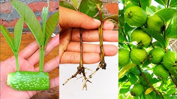 Simple Way To Propagate guava trees from cuttings with aloe vera