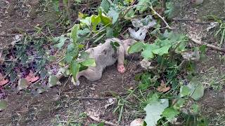 They Escaped Tragedy By a Hair With One Desperate Choice—Now They Need Brave Hearts to Survive!