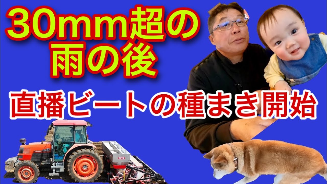 После более чем 30 мм осадков [начать посев свеклы прямого посева! ]