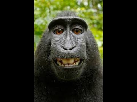 type type monkey beat