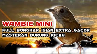Wambi Mini Bongkar Isian Full Masteran Burung Kicau