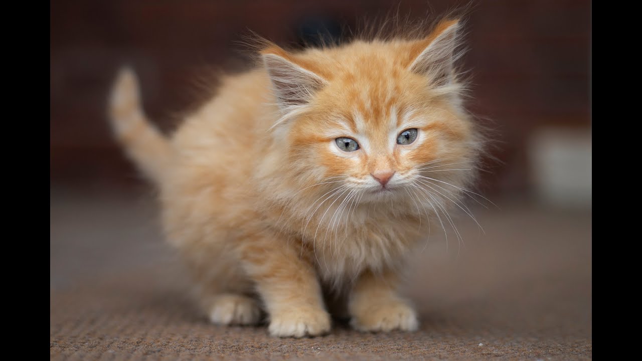 One kitten rescued, while three others are dead after being thrown from ...