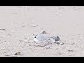 Monty and Rose: Chicago's Endangered Plovers