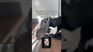 Why cant Youtube GIFS just release already?😩 #cat #nissanavensis #catfight #memes #cutecat #gifs
