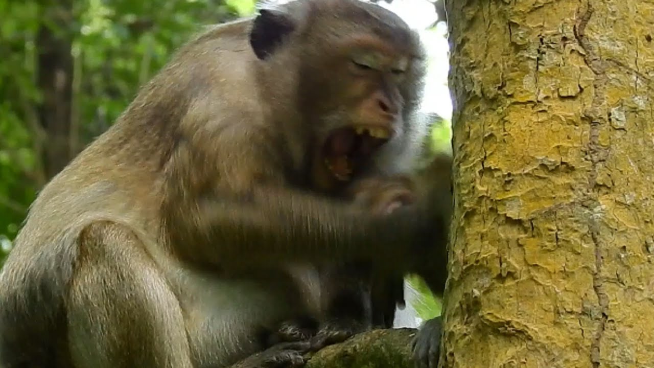 Diasy Angry Little Baby Request Milk While She Vomit Like That!