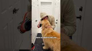 They miss their Dad so much 🥺 #goldenretriever