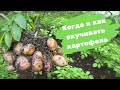 Когда и как окучивать картофель