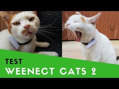 Weenect Cats 2 Collier GPS pour chats au meilleur prix sur