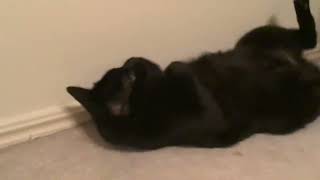 Chilling cat 16 by Just a kid! 473 views 10 days ago 9 seconds