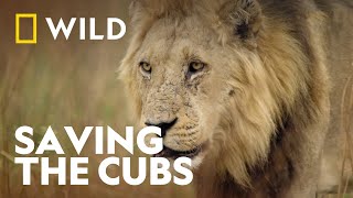 Race Against Nature to Save Her Cubs | Savage Kingdom: Life Or Death | National Geographic WILD UK
