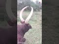 ANKOLE WATUSI CATTLE Biggest Bulls And Cow Cows Bulls Ankole