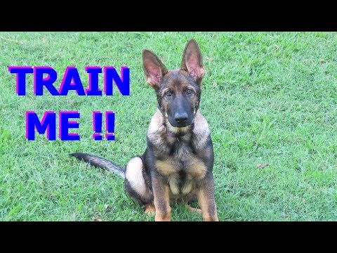 puppy-training-made-easy:-the-basic-commands