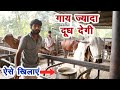 देसी गाय का डाइट प्लान, ज्यादा और लंबे समय दूध देगी || Technical Farming ||