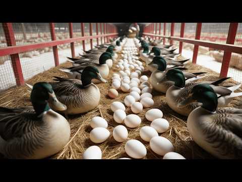 Organic Duck Business Organic Duck Business 22:33, Organic Duck Business