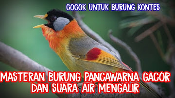 MASTERAN BURUNG PANCAWARNA DAN SUARA AIR MENGALIR#kicaumania#kicaumaniaindonesia