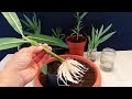 How to grow Oleander from cutting