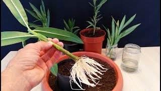 How to grow Oleander from cutting Resimi