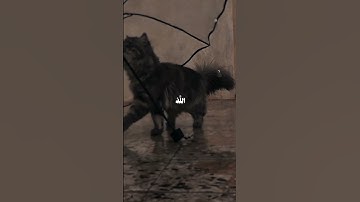 #اجر #اسم القارئ علي جابر #راحة_نفسية
