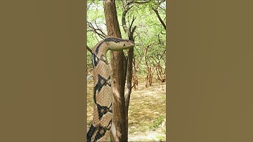 Anaconda Snake Attack 7 P2 #shorts #python #snakevideo #snakes #anaconda #snake