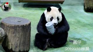 圓仔，妮是姐姐了，以後每天都要這樣乖！20201223