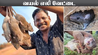 கிராமத்து வயல் எலி வேட்டை | RAT HUNTING in Village | Vayal Eli Vettai | Field Rat Hunting