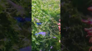 Неокаридины в аквариуме