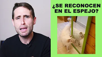 ¿Por qué los gatos se miran en el espejo?