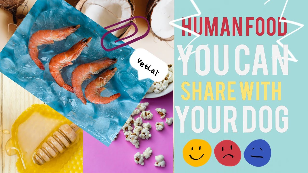 HUMAN FOOD YOU CAN SHARE WITH YOUR DOG Human food safe for dogs YouTube