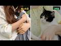 雨の日に拾った後ろ足の動かない子猫が、2年でこんなに立派な猫になりました