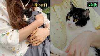 雨の日に拾った後ろ足の動かない子猫が、2年でこんなに立派な猫になりました