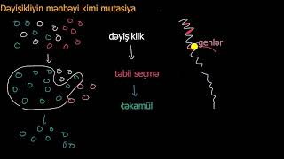 Dəyişikliyin Mənbəyi Kimi Mutasiya