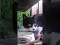 安心して食べてる 福猫ふくちゃん lucky stray CAT #straycat #のら猫 #野良猫 #猫動画 #地域猫 #さくらねこ #流浪貓 #流浪猫