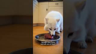 A Mother Fox Ran Straight To My Car And Clawed At The Windshield