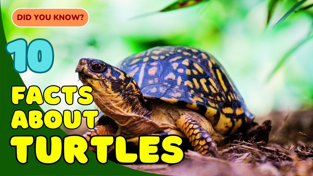 10 Fascinating Facts About Turtles You Didn’t Know! 🐢 - YouTube