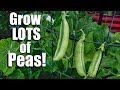 How to grow peas 3 tips for a continual supply 3 diy trellis ideas  spring garden series 6